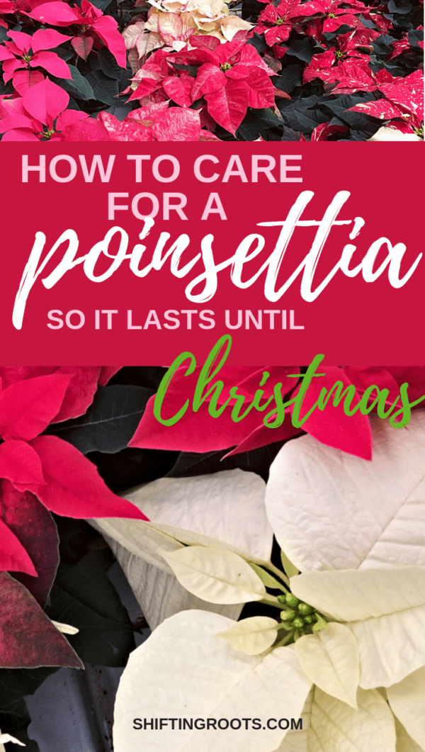 How to Care for a Poinsettia So it Lasts Until Christmas Shifting Roots