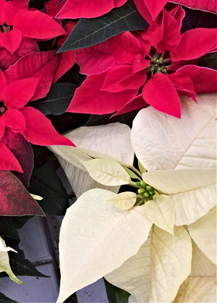 Nobody wants to receive a poinsettia plant as a gift this holiday, only to have it die before Christmas! Avoid that fate with these tips for poinsettia flower care. #poinsettia #Christmas #holiday #houseplants