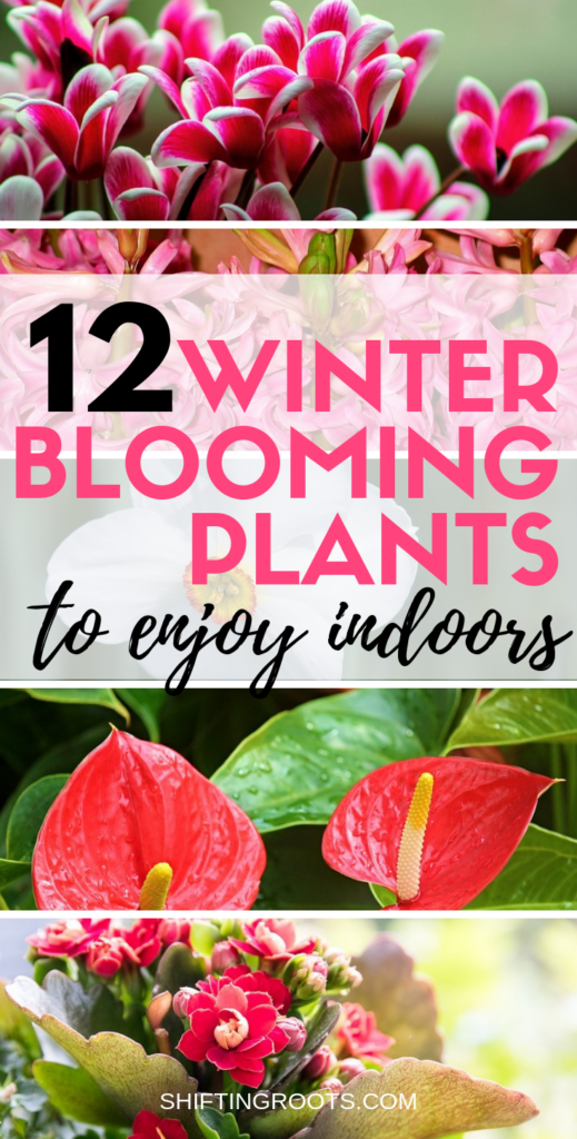 I'm so sick of winter but I still want to garden!  These winter blooming houseplants are great for growing indoors.  There's lots of care tips and ideas and I never knew there was a variety of succulents, tropical plants, and forced bulbs! #houseplants #winter #gardening