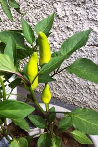 Hungarian Wax Peppers are such an easy vegetable to grow in the garden. Perfect for beginners and a good idea in a container garden or small space #gardening #peppers #beginner #vegetable