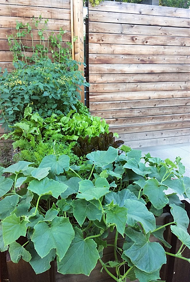 Looking for some ideas to design your patio, backyard, or other small space garden?  Here's some low maintenance ideas for growing vegetables and flowers--many of which are perfect if you're on a budget! #garden #design #ideas #onabudget #smallspace #patio #backyard