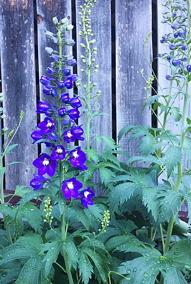Take the stress out of garden planning with these 10 questions and a free garden planner printable.  Now I can finally get my layout and design figured out for my perennial flower garden.  Love these delphiniums! #gardening #gardenplanner #freeprintable