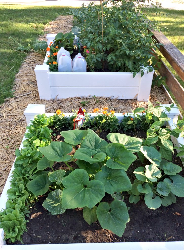 Looking for the next cool front yard landscaping ideas?  How about a front yard vegetable garden?!  Here's how I turned my yard with no curb appeal into a low maintenance raised bed garden.  It's a simple design for a small space that anyone can do! #frontyard #design #vegetablegarden