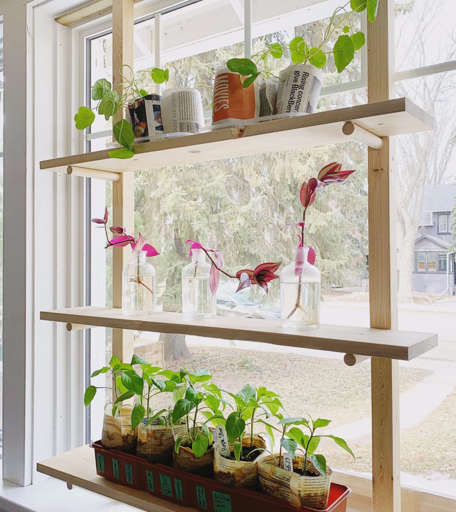 Wish you could seed start indoors, but don't have room for big shelves or grow lights?  If you have a south or west facing window, this removable DIY seed starting rack is the answer!  Build your own shelves according to your window's dimensions and easily remove the whole thing at the end of Spring!  Perfect for your homemade seed starting trays. #seedstarting #DIY