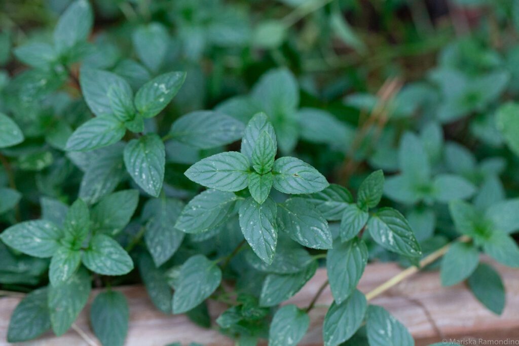 I really want fresh cut herbs in my backyard!  Here's how to grow a DIY herb garden in a raised bed--with lots of tips and growing suggestions for beginners. #herbgarden #forbeginners