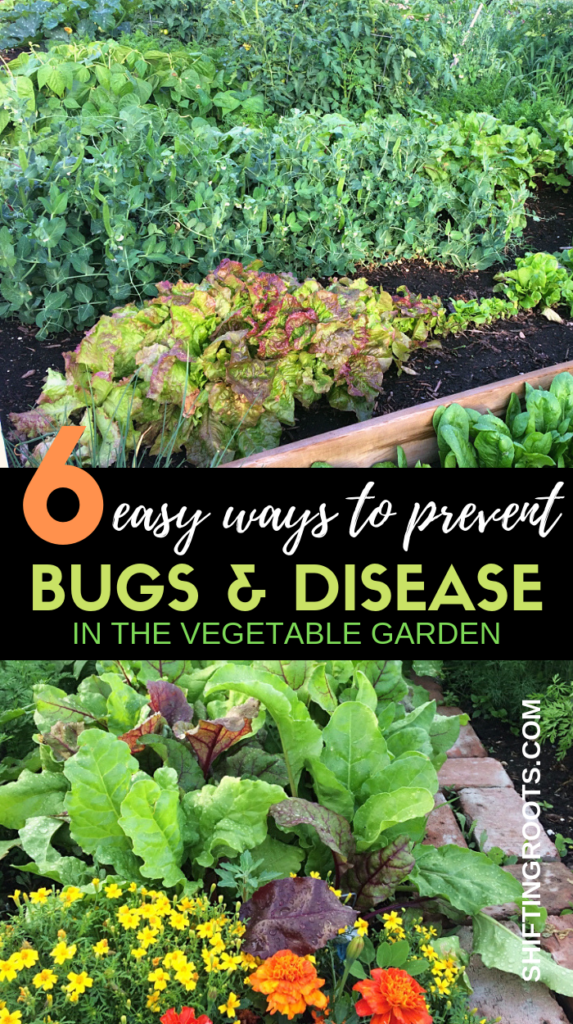 Did you know there are easy things you can do in your vegetable garden to get a handle on pest control, insects, disease, and other problems, all in the Spring before the gardening season is in full swing?  Here's six ideas that even a beginner can do to have success. #gardening #bugs #pests #vegetables #croprotation