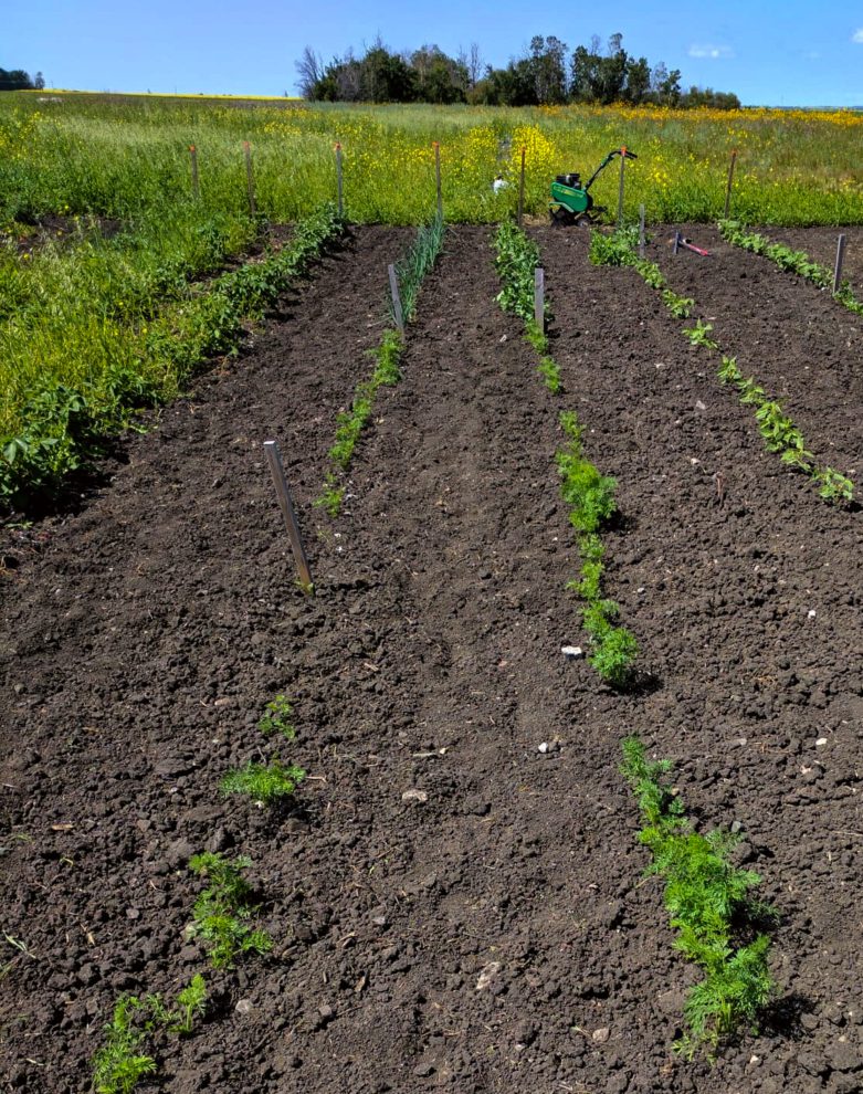 Having a large vegetable garden on an acreage sounds like a dream. . .until you have to figure out what to plant and how to weed it.  This article has so many good tips on how to keep homestead gardening low maintenance when you have tons of space!! #acreage #homestead #vegetablegarden