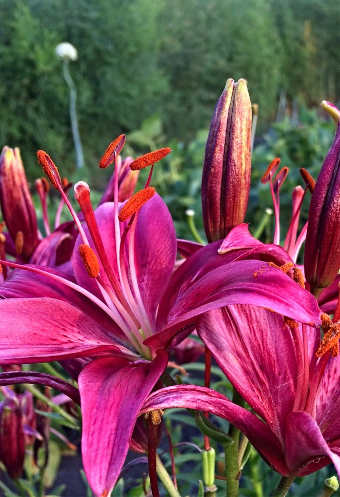 Magenta Asiatic lily.