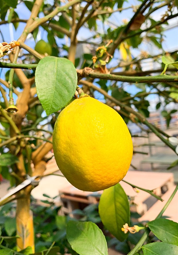 Did you know you can actually grow a Meyer lemon tree in cold climates, like zone 3!?!?  Here's how to grow a lemon tree in a pot indoors as a houseplant, along with care trips.  Then take it outdoors for the summer in your backyard. #lemontree #fruittree #containergardening #canada #zone3