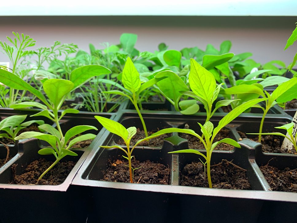 THE BEST GROW LIGHTS FOR SEEDLINGS (FROM BUDGET TO BOUGIE)