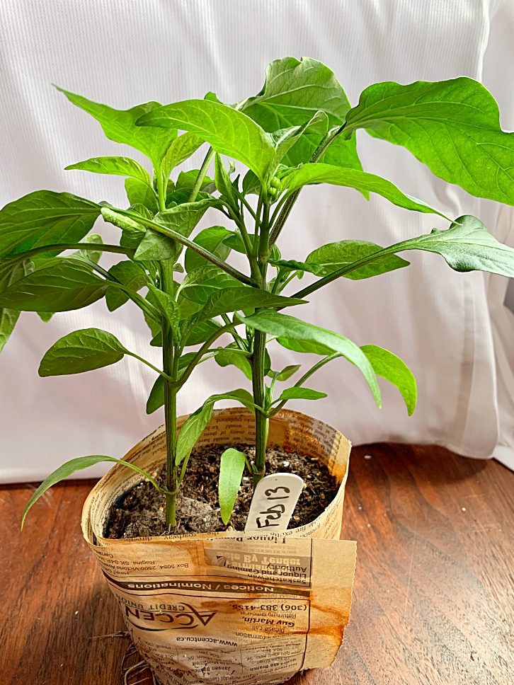 Growing peppers from seed doesn't have to be an impossible task!  Even a beginner can grow lots of peppers in their vegetable garden.  Here's my best pepper growing tips for healthy plants, and good pepper yields!  #peppers #gardening #tips #vegetable