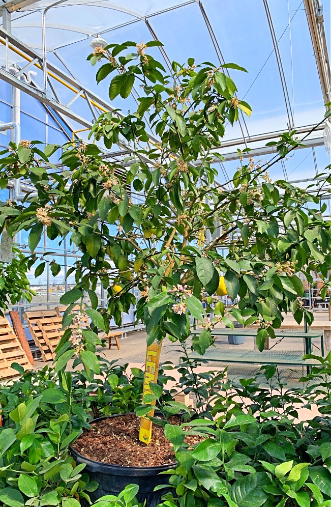 Did you know you can actually grow a Meyer lemon tree in cold climates, like zone 3!?!?  Here's how to grow a lemon tree in a pot indoors as a houseplant, along with care trips.  Then take it outdoors for the summer in your backyard. #lemontree #fruittree #containergardening #canada #zone3