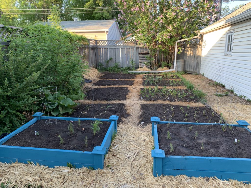 A backyard garden with multiple rectangular raised beds, some with blue-painted wooden sides. Freshly planted seedlings are visible in the beds. The area is lined with straw paths, and there's greenery, trees, and a wooden fence in the background.