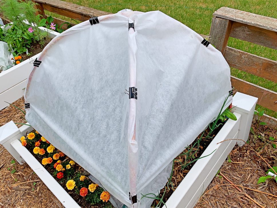 A DIY row cover made from hoola hoops and white cloth to keep out the birds, in a raised bed garden.