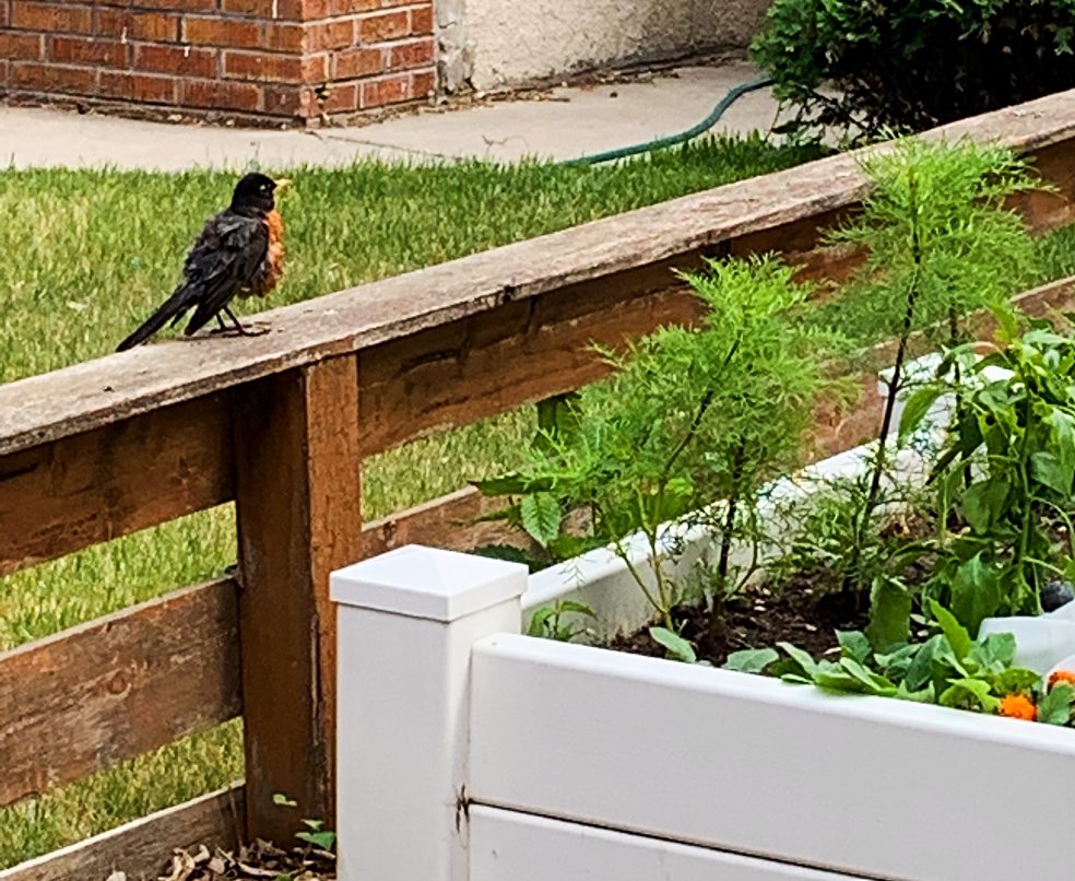 Are birds eating all of your leafy vegetables?  Here's a simple dollar store solution you can DIY in the vegetable garden to keep them out! #vegetablegarden #diy #birds #pests