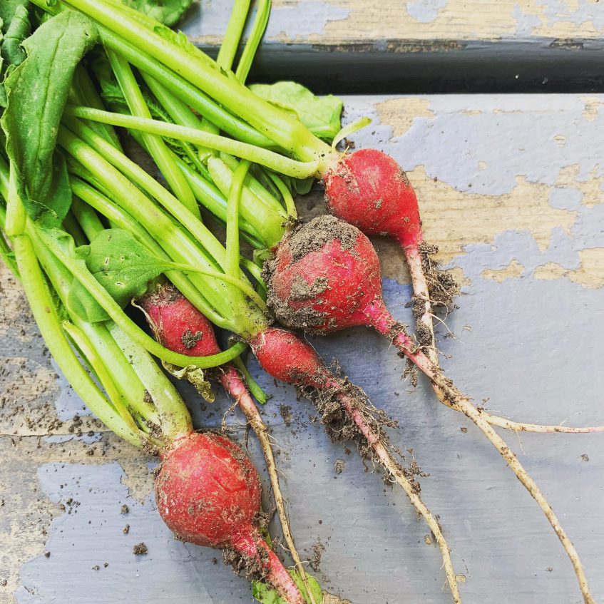 My first crop of radishes!