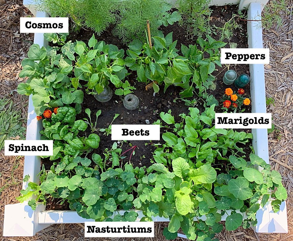 A garden bed divided into sections with various plants. Clockwise from top left: Cosmos, Peppers, Marigolds, Nasturtiums, Spinach, and Beets. Labels mark each section. Soil is dark and plants are lush and green. Flowering nasturtiums and marigolds add bright colors.