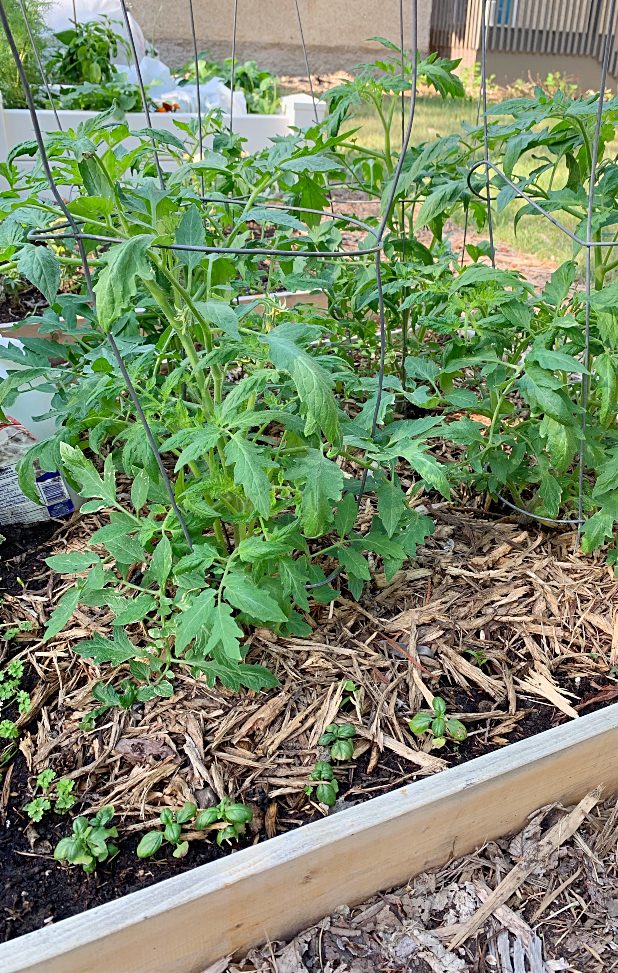 Tomatoes grown with mulch and basil around them.  Good companion planting! #tomatoes #vegetable #garden
