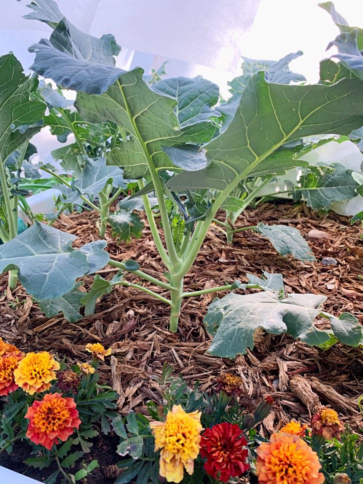 Broccoli with mulch under a row cover. This actually keeps out the birds and the bugs so you can grow the best broccoli in your vegetable garden. #vegetablegarden #broccoli #bugs #birds #pests