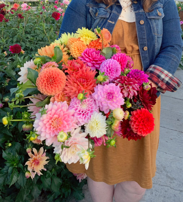How to Overwinter Dahlias in Cold Climates SHIFTING ROOTS