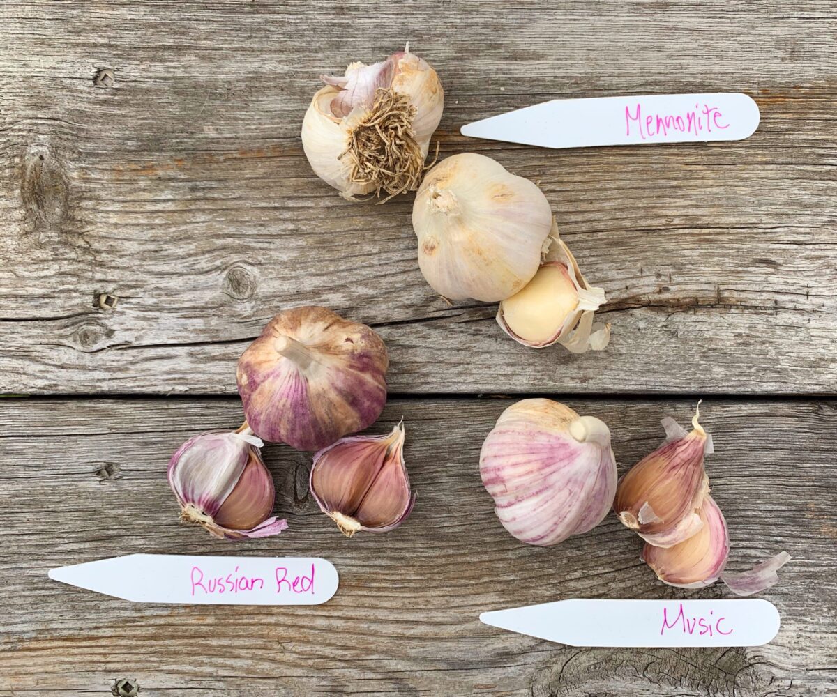 Hardneck Garlic varieties good for zone 3 Shifting Roots