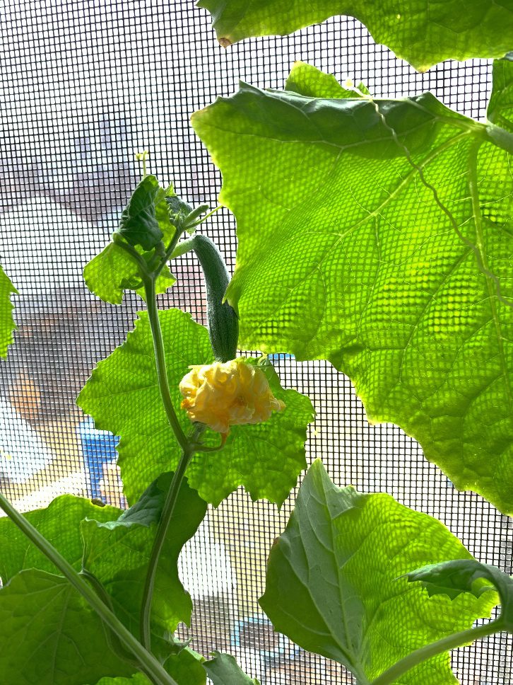 Baby loofah sponge flowering and beginning to form, still growing indoors on the window screen.