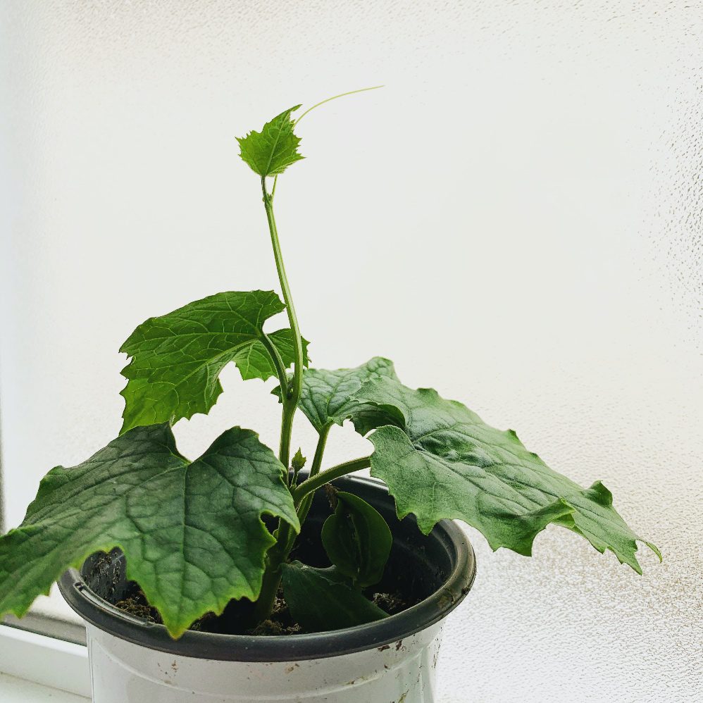 Loofah seedling on a windowsill looking for a place to climb.