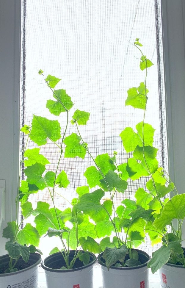 Loofa plants climbing up the window indoors in winter.