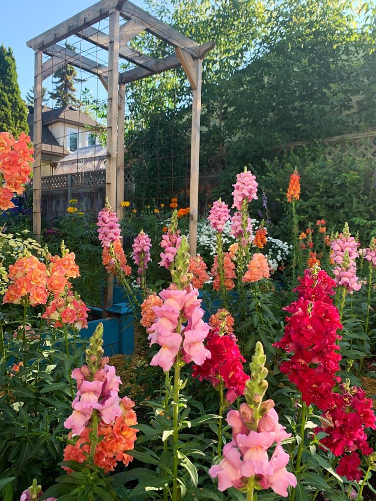 Coral, lavender, and fuchsia snap dragons in a garden with a trellis. 