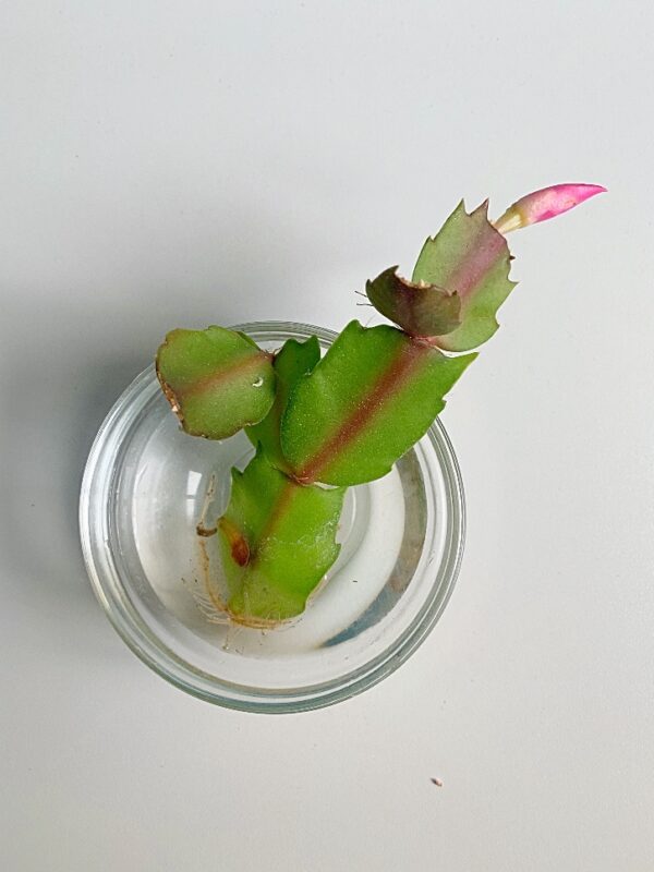 How to Propagate a Christmas Cactus Shifting Roots