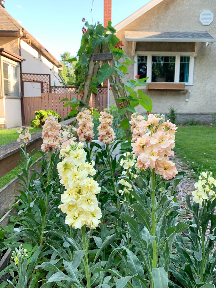 Cream and Apricot stock flowers grown with square foot gardening in a raised bed.