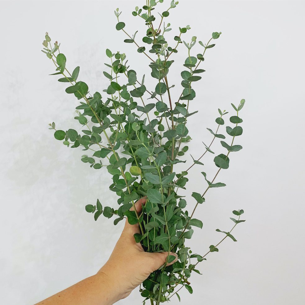 hand holding a bouquet of eucalyptus 