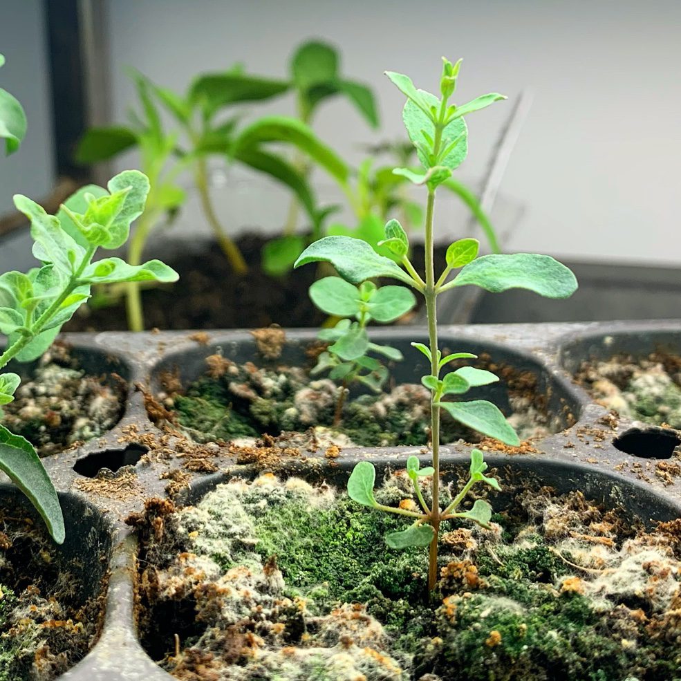Seedling fertilizer clearance