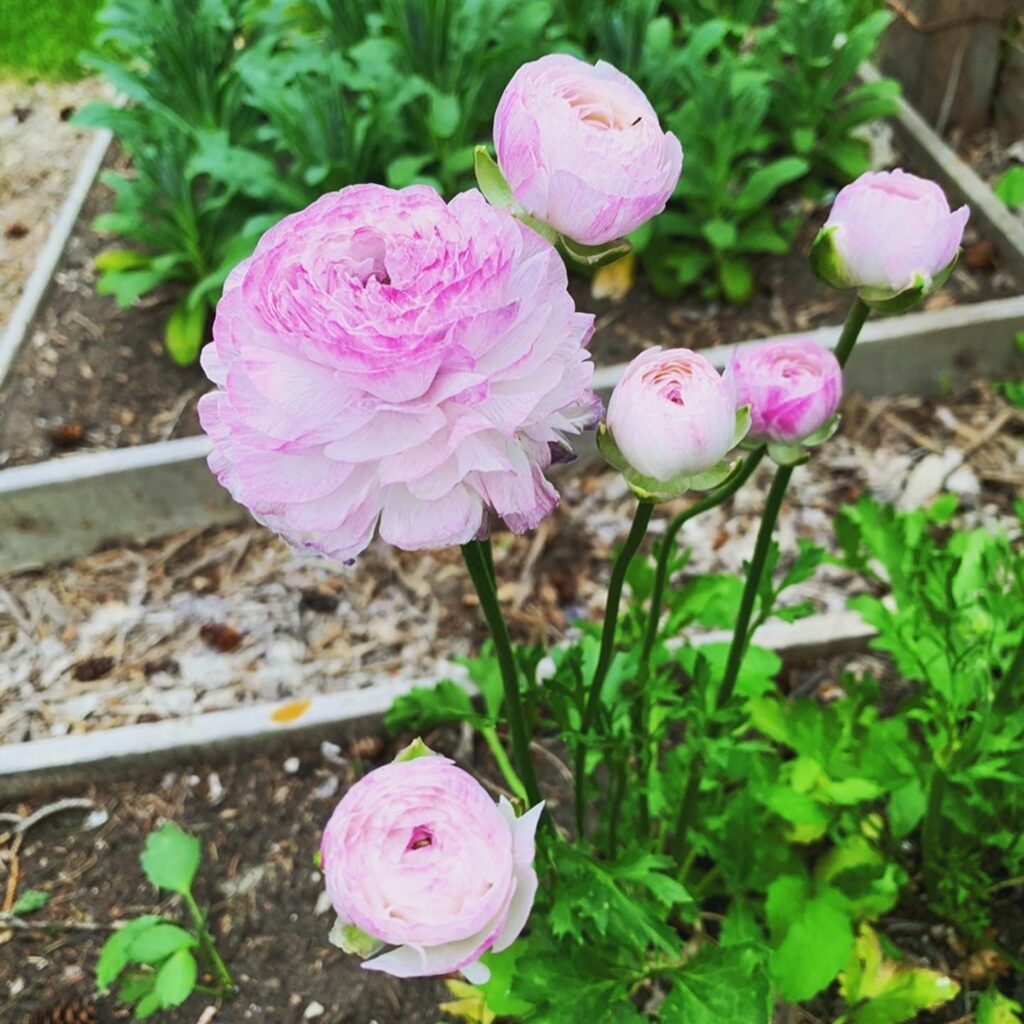 HOW TO GROW RANUNCULUS IN ZONE 20 SO THEY DON'T DIE   Shifting Roots