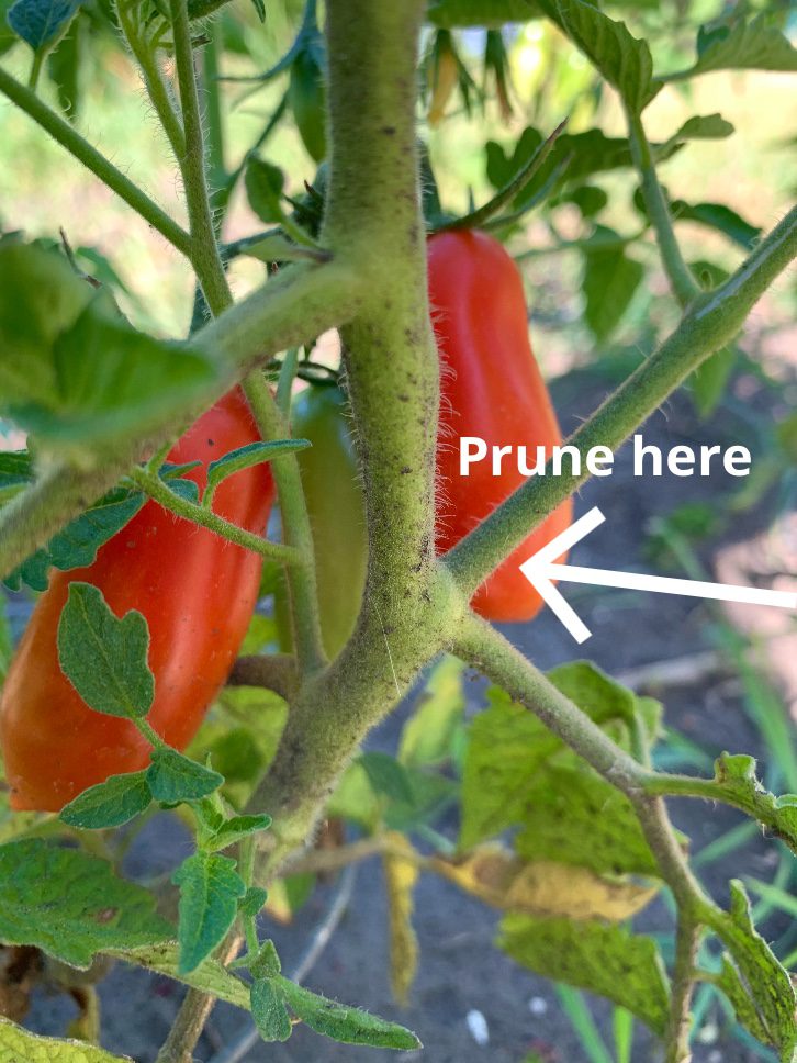 Roma tomato plant with an arrow pointing to the sucker that should be pruned.