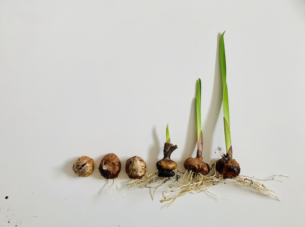 A progression of 6 gladiolus corms, from simple corm, to various root growth, to leaf growth, to ready to plant glad.