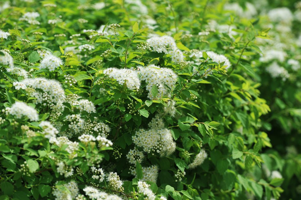 bushes blooming white spiraea in garden