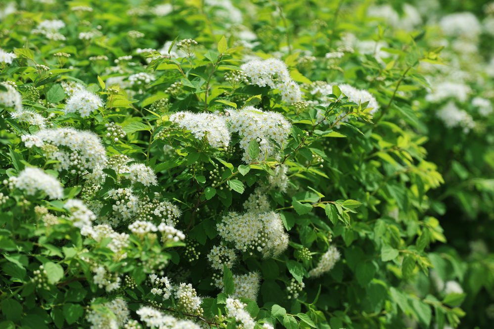 bushes blooming white spiraea in  garden