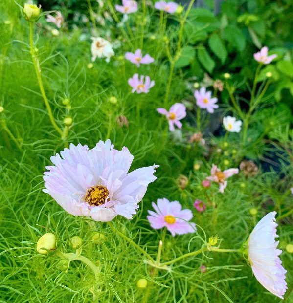 white cupcake cosmos with hints of pink