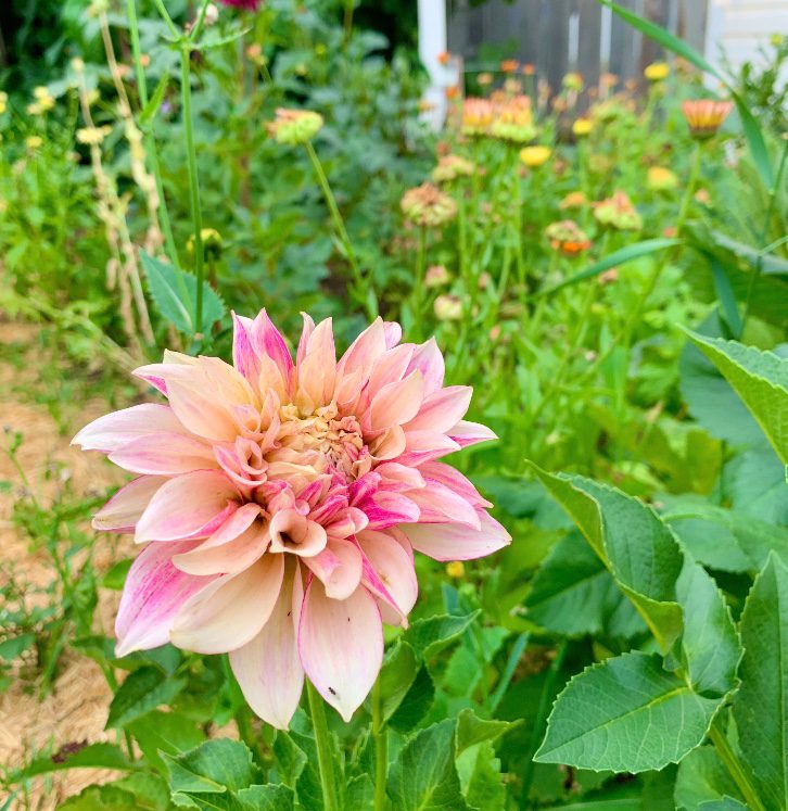 pink and peach dahlia, a perfect candidate for pinching flowers