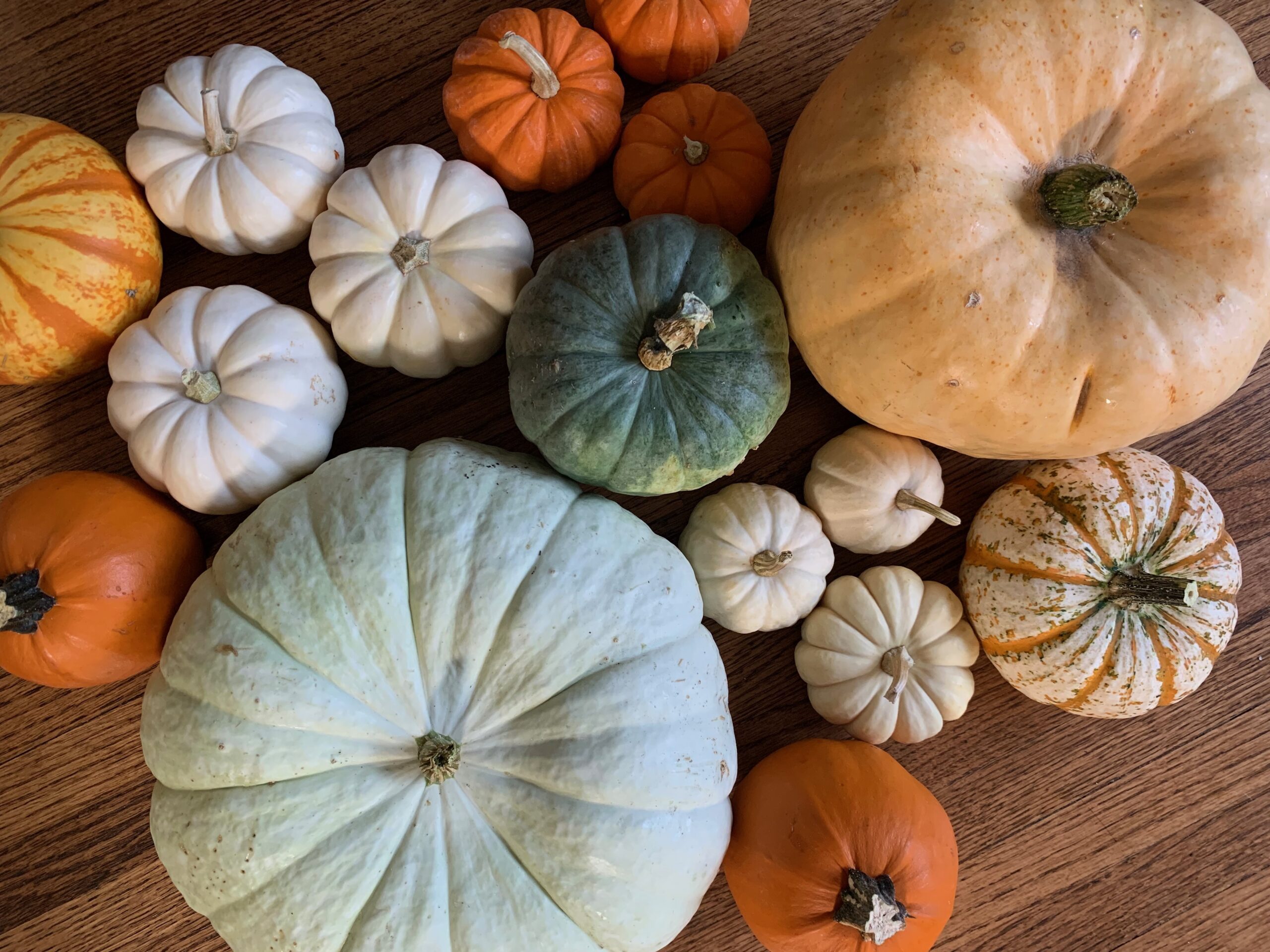 A variety of pumpkins in white, orange, and green, ready to be made into Thanksgiving centrepieces with flowers.