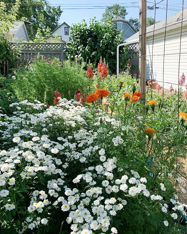 A large patch of white feverfew amongst marigolds and snap dragons.