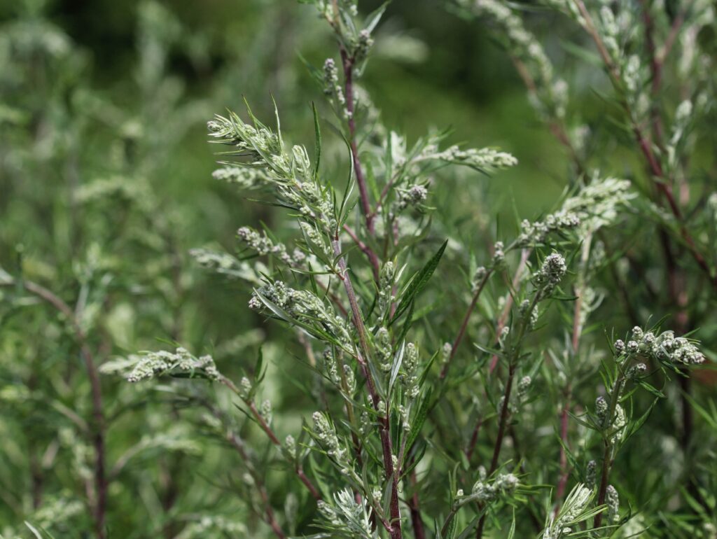 Close up of Artemisia flower, also known as Mugwort, blooming