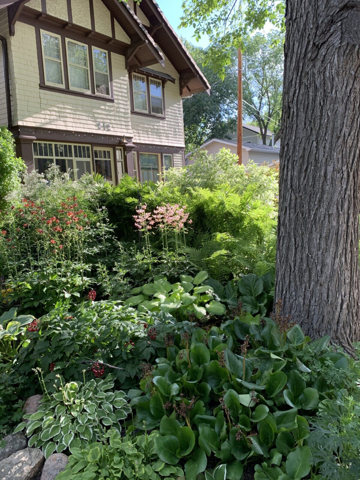 Close-up of a front landscape of red and pink flowers and greenery with a large tree trunk at the front right and a cream and brown house behind.