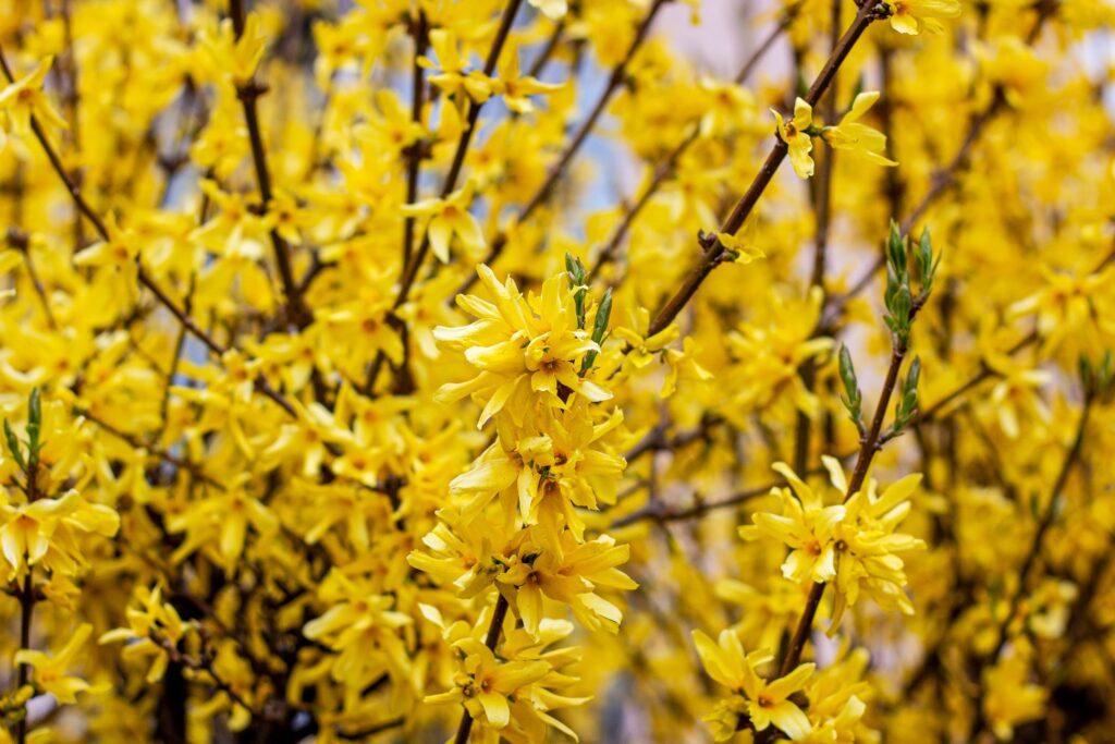 Bright yellow Forsythia flowers in full bloom.