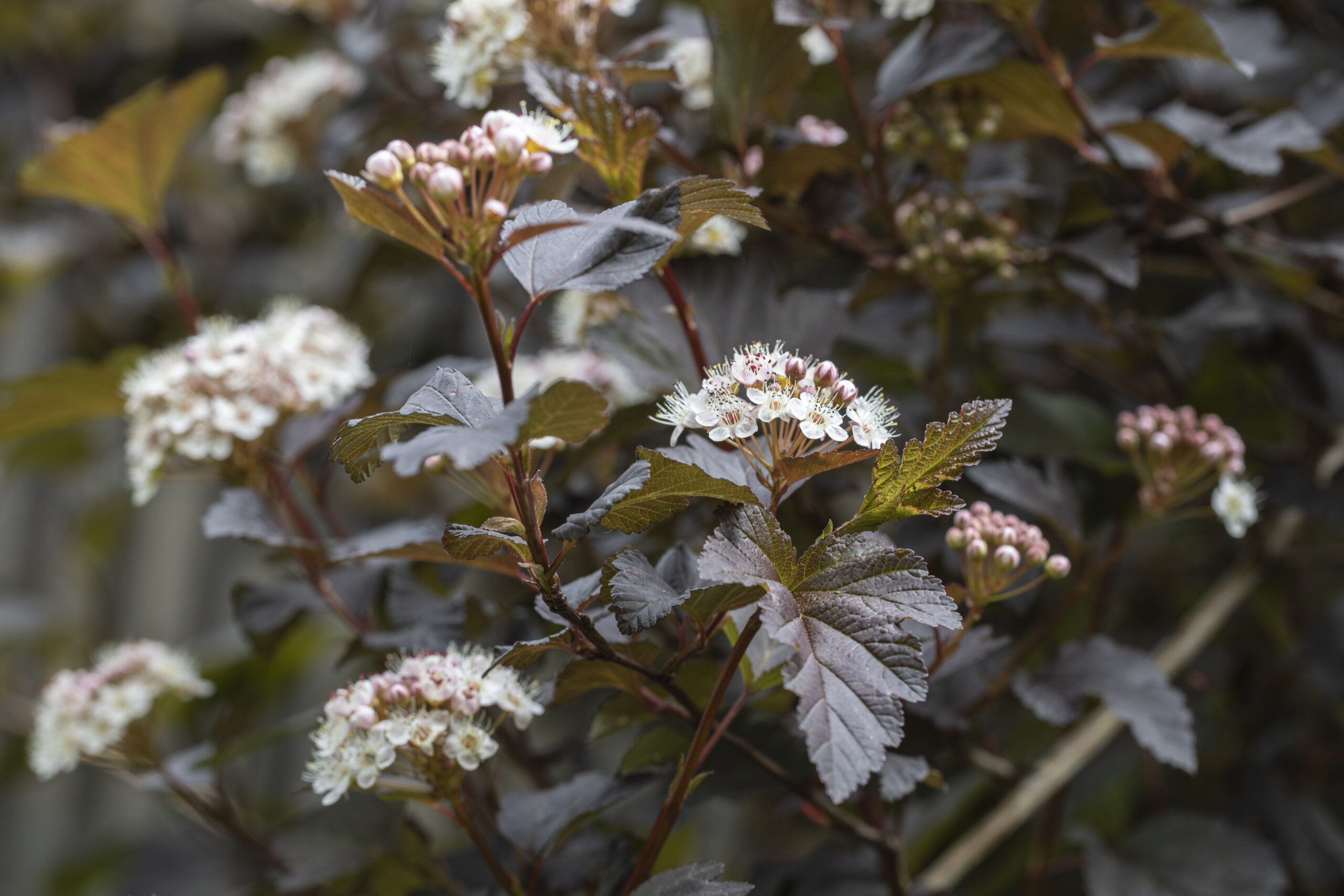 Blooming Ninebark bush with burgundy leaves and white flowers.