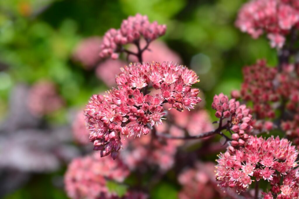 Purple Emperor Sedum in full bloom