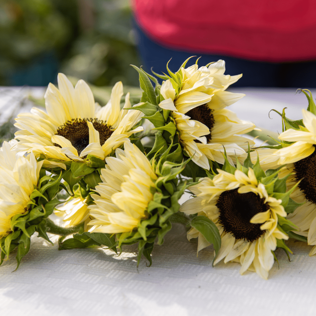 pale yellow sunflowers on a table