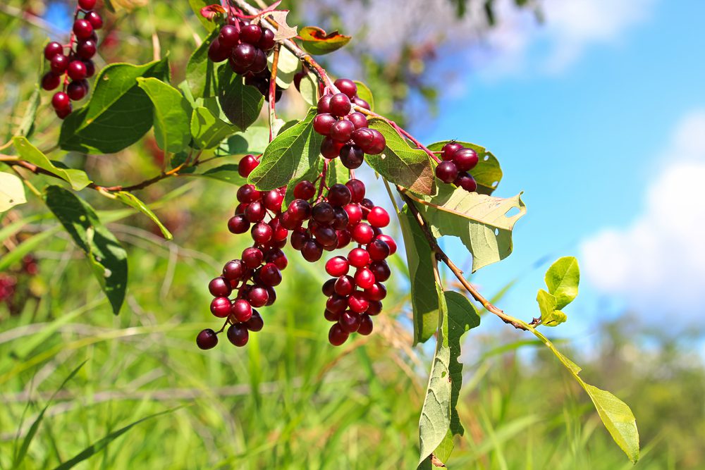 Ripe chokecherries hang on a branch against a blue sky.