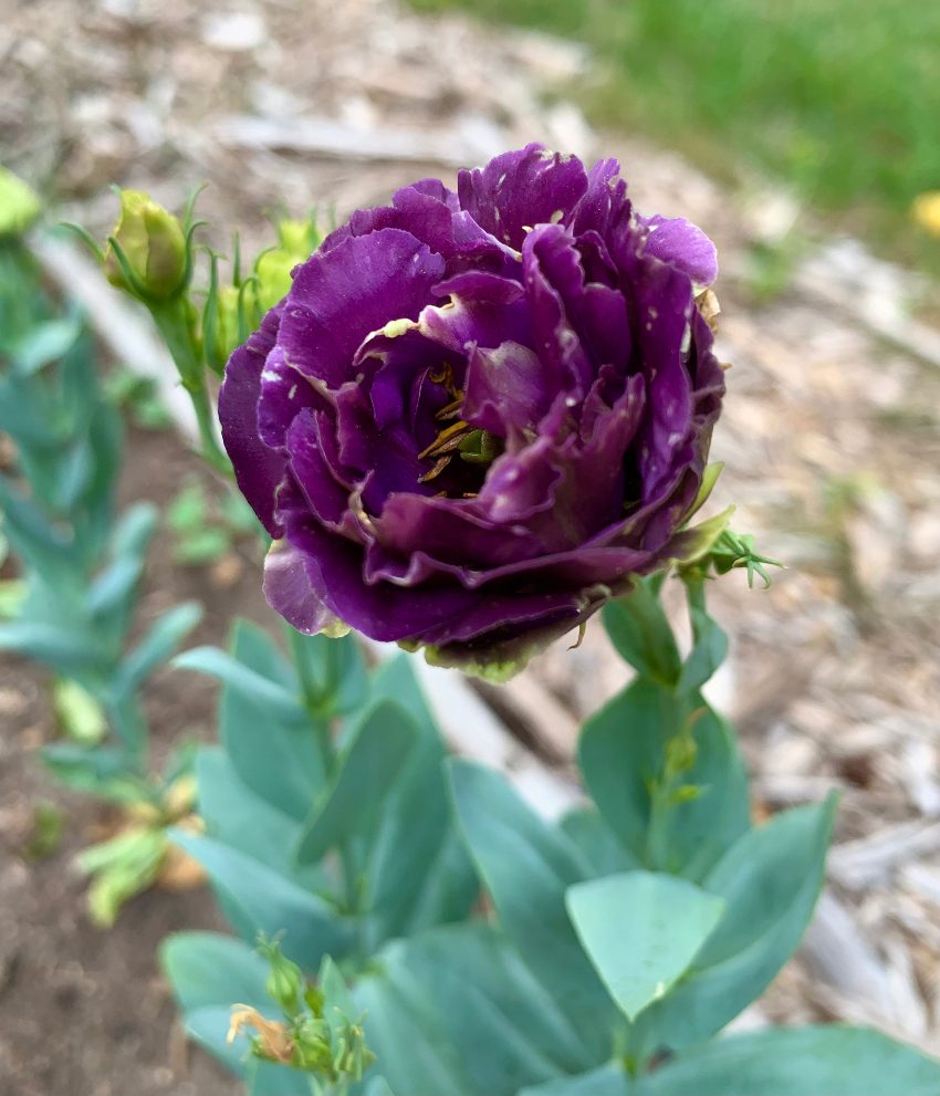 purple lisianthus in full bloom